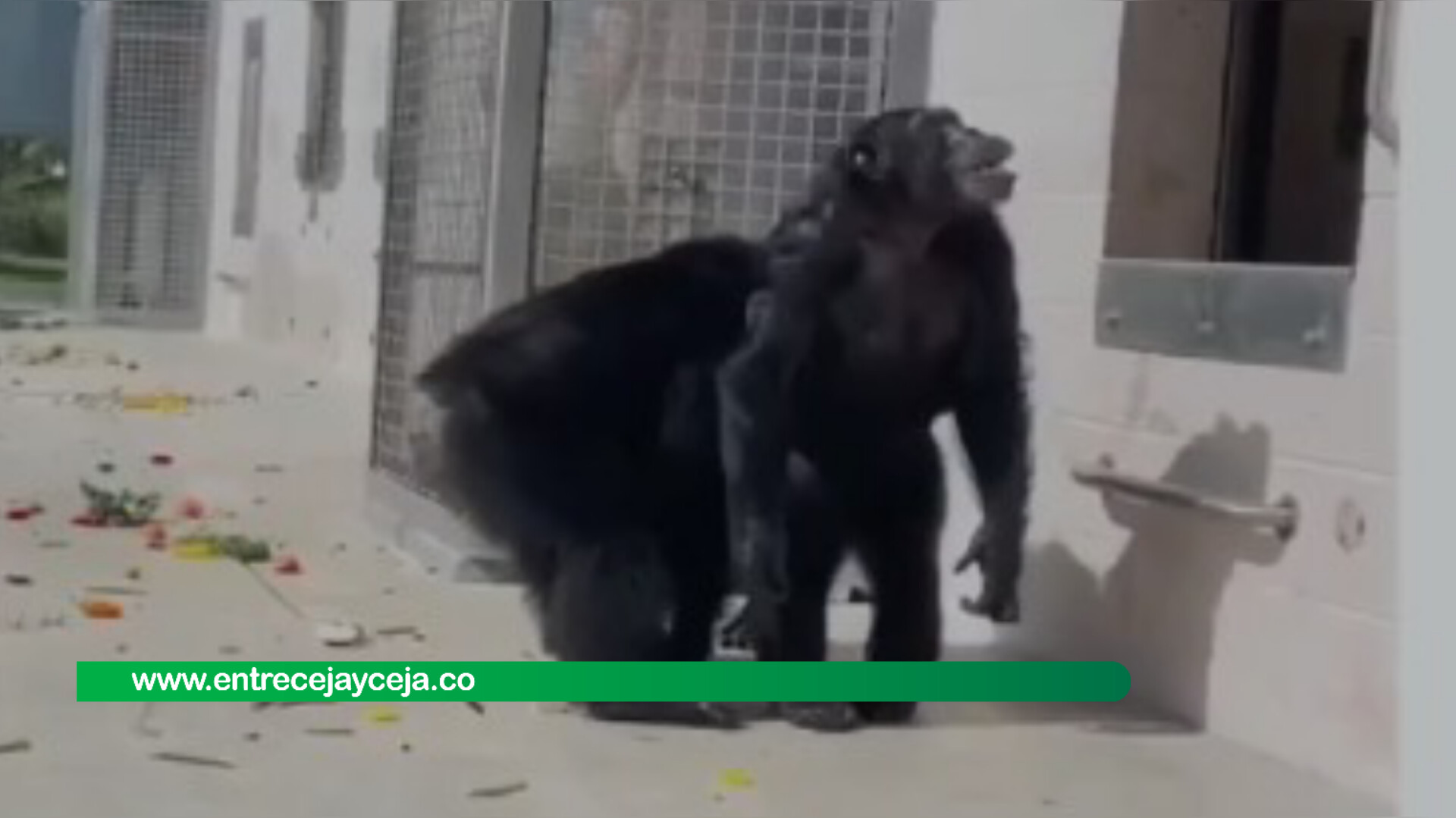 Chimpancé vio la luz del día después de 30 años
