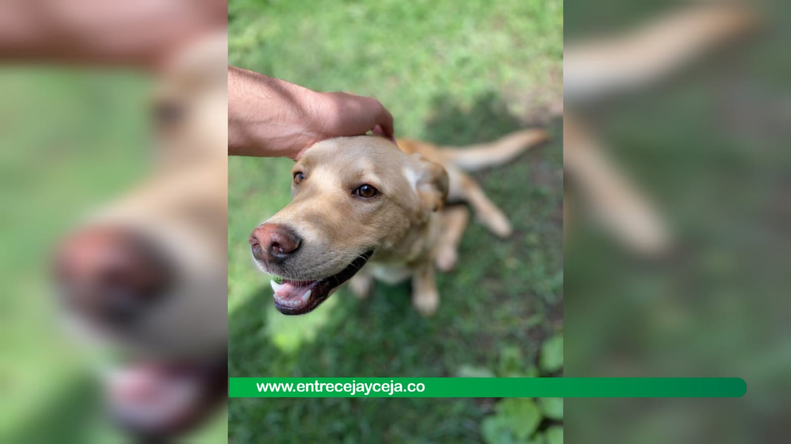 Fue atropellada y ahora busca una segunda oportunidad; una historia de superación canina