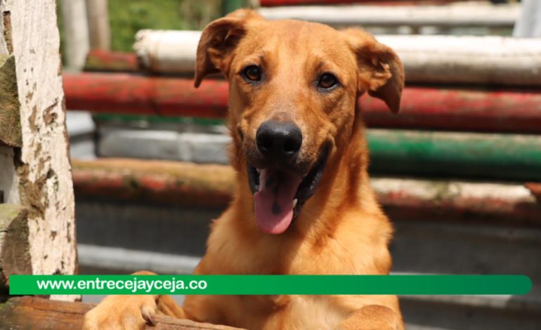 Todo listo para la nueva jornada de adopción animal en Marinilla