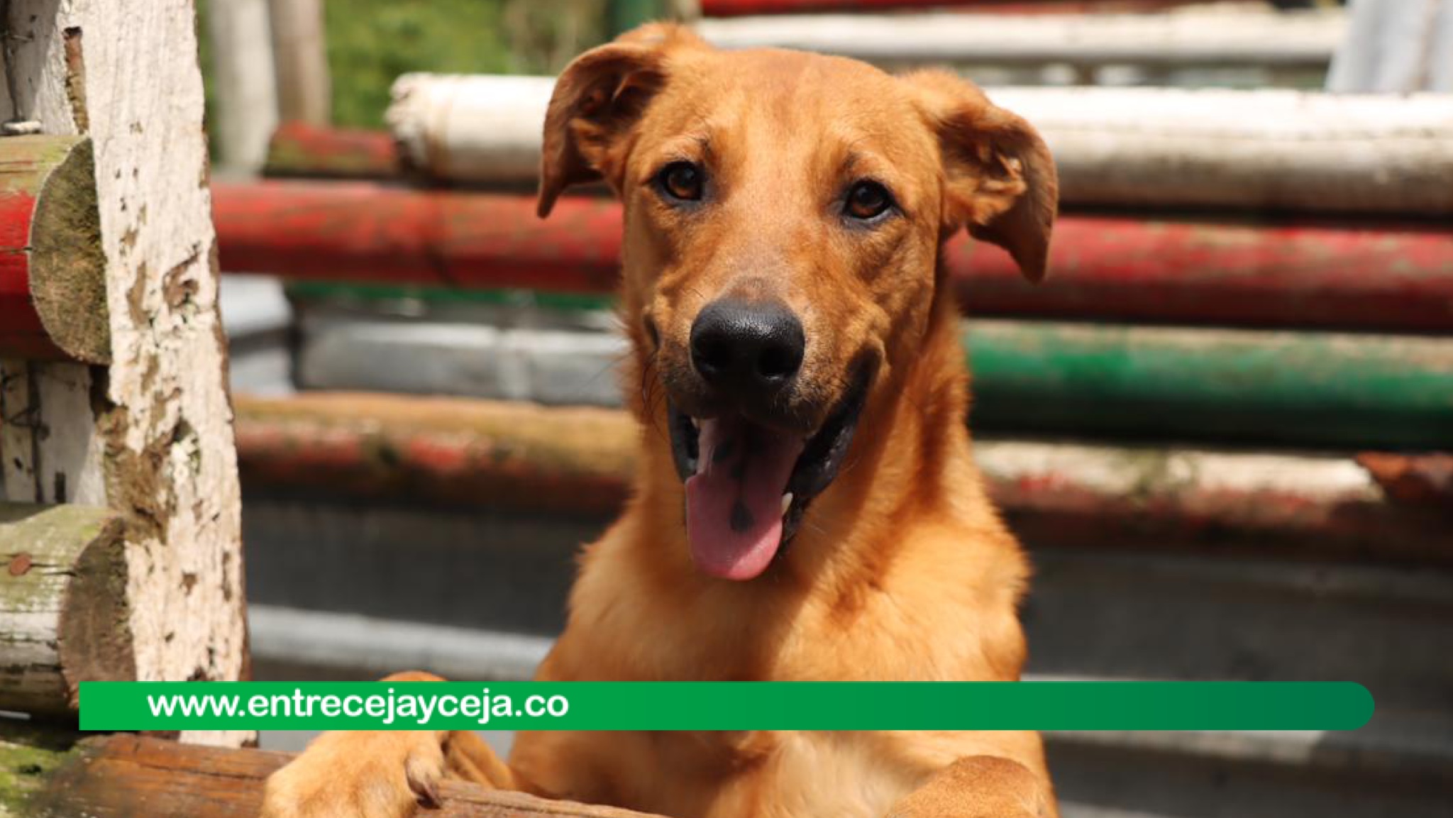 Todo listo para la nueva jornada de adopción animal en Marinilla
