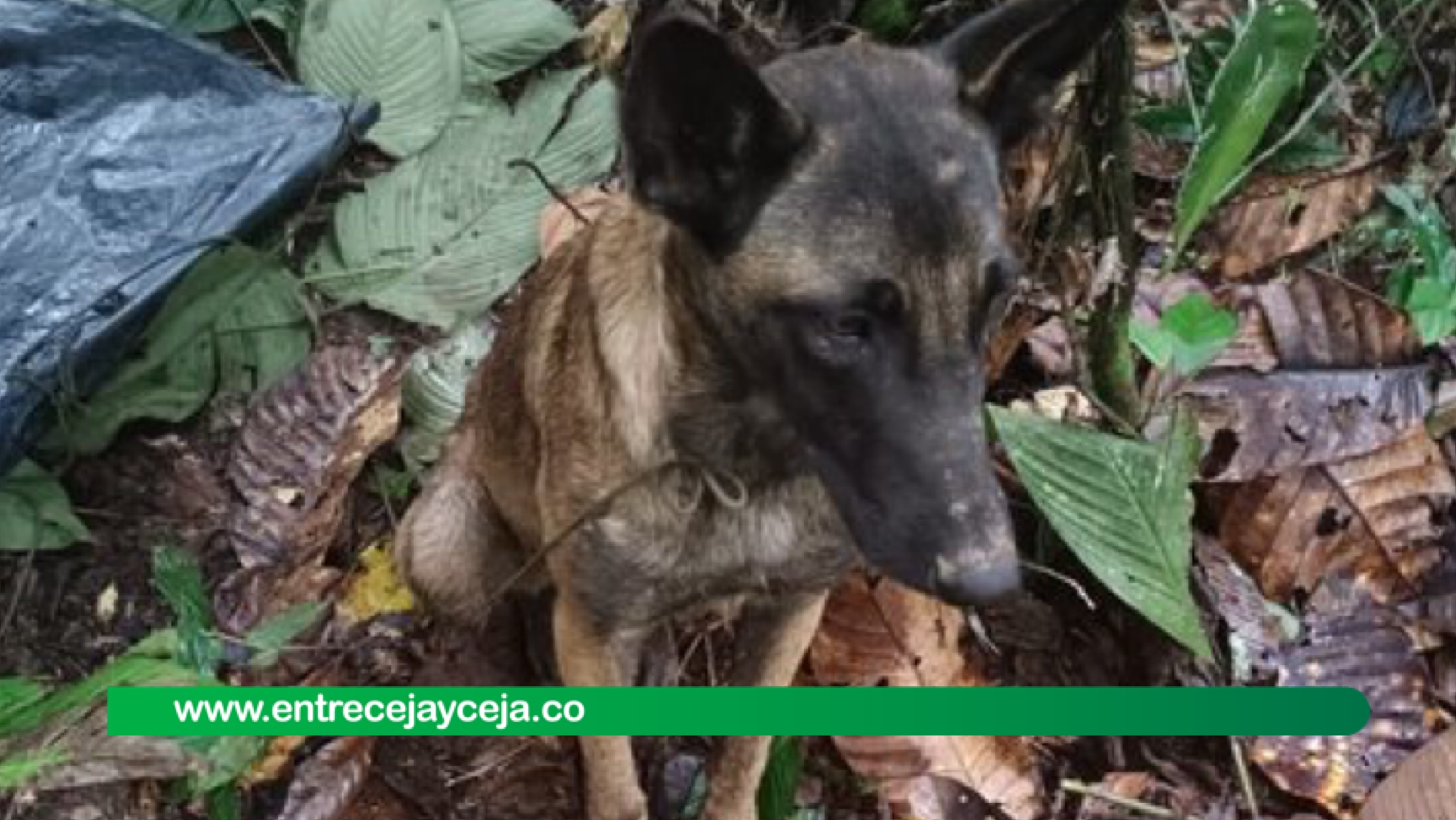 Se confirma que el canino hallado en la selva no es el perro Wilson