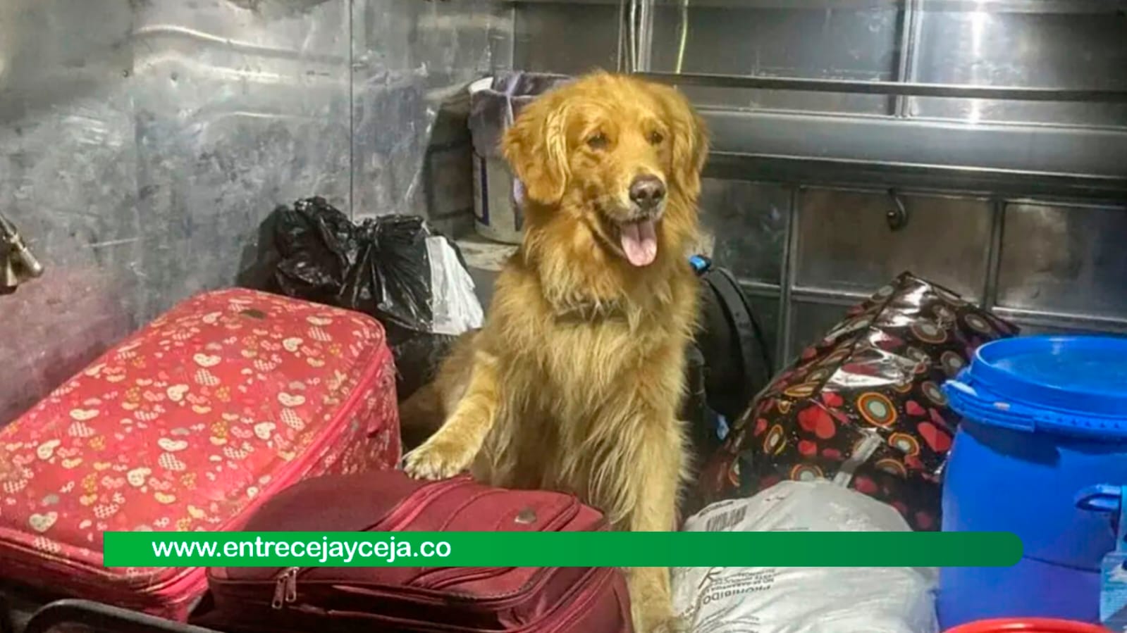 Killer, el perro antinarcóticos que fue declarado objetivo militar