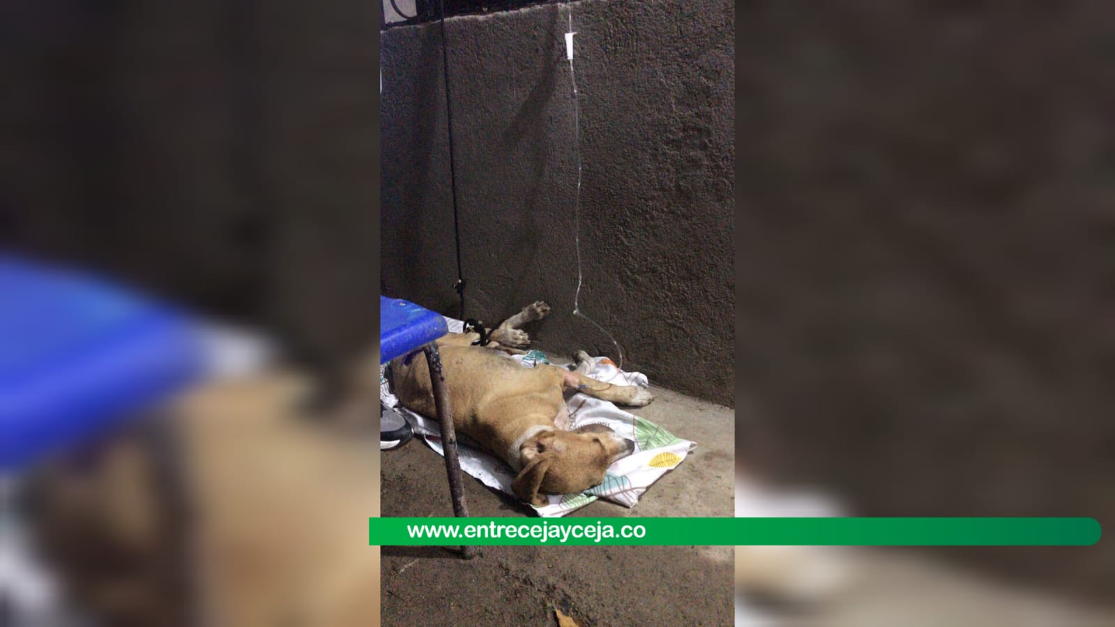 Perrita estuvo agonizando dos días en un parque; fue rescatada