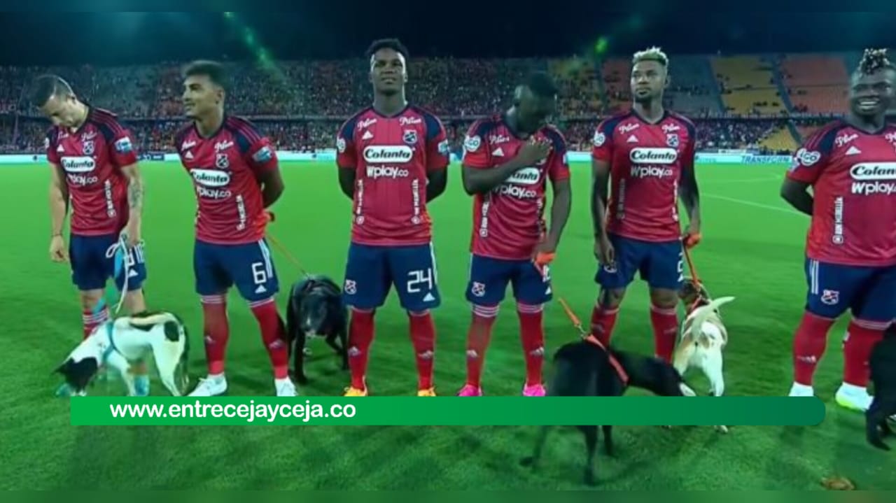 Perritos que fueron abandonados brillaron con el DIM