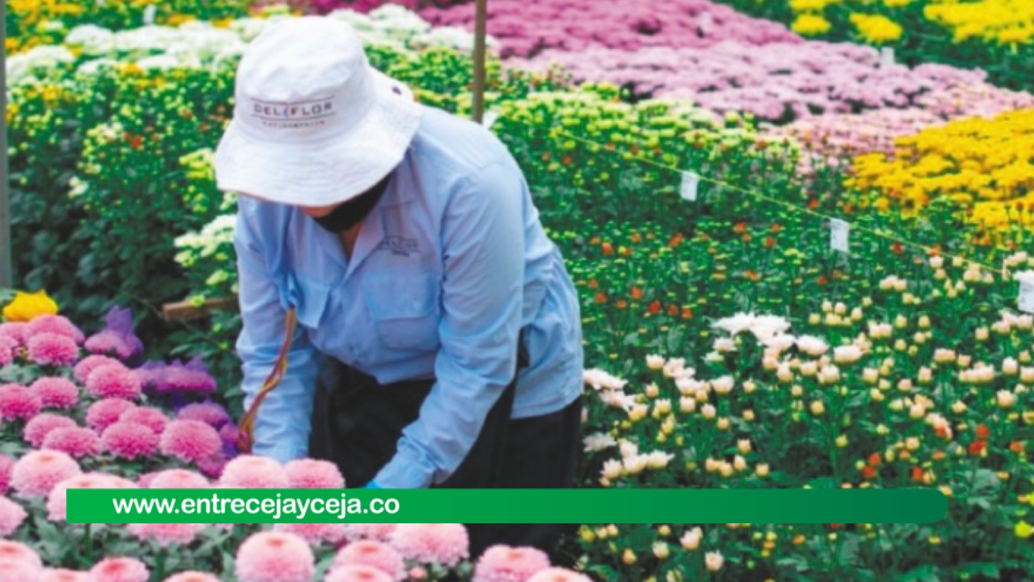 Se realizará simposio en el Oriente sobre flores y hortensias