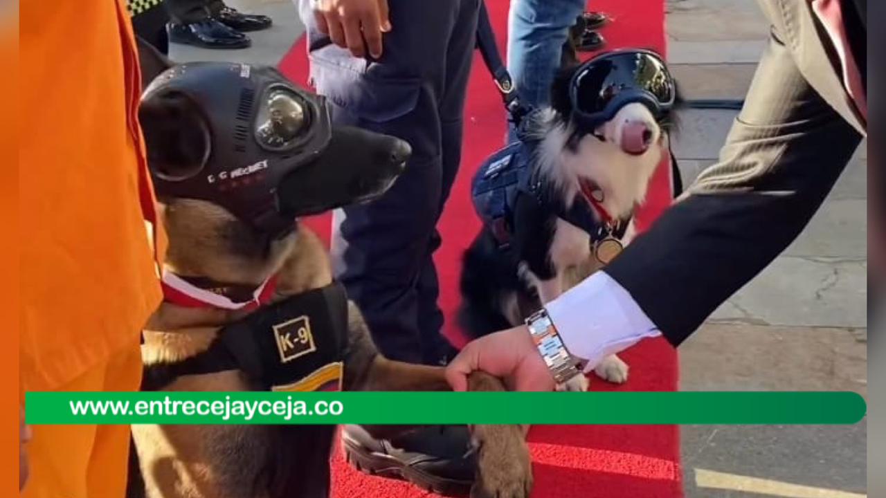 Perrito rescatista del Guaviare fue galardonado en Rionegro