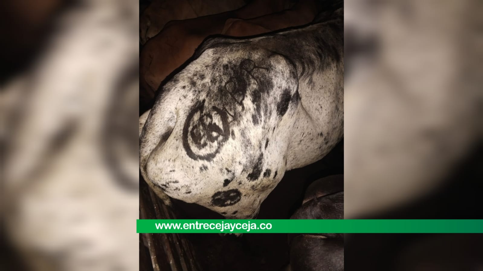 En tres camiones se robaron 42 cabezas de ganado
