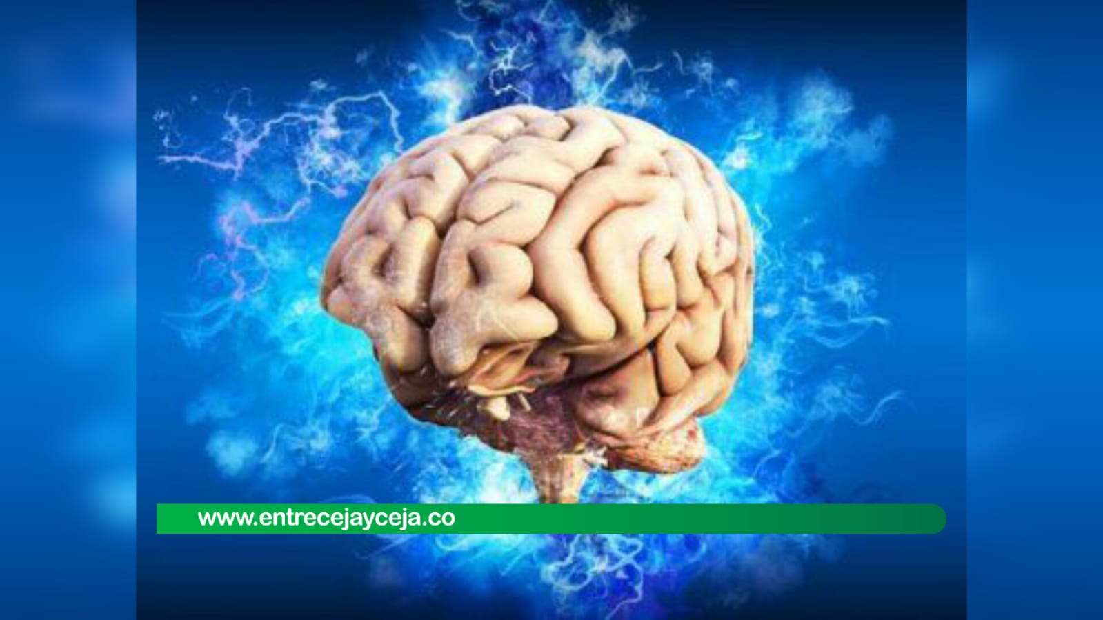 Estudio reveló que el cambio climático disminuyó el tamaño del cerebro