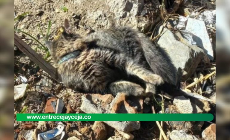 Desalmados tiraron a la calle dos gaticos; Uno murió