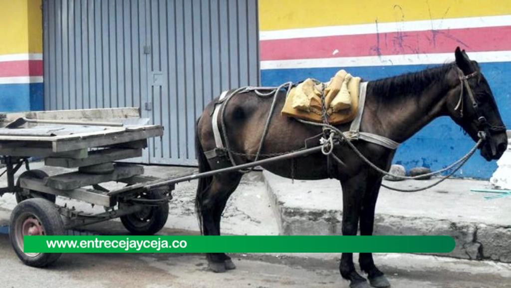 Familias recibirán motocarros; sustituirán vehículos de tracción animal