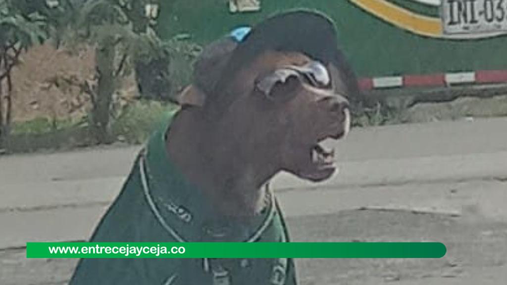 ¿Maltrato animal? A perrito lo visten y lo ponen a pedir limosnas