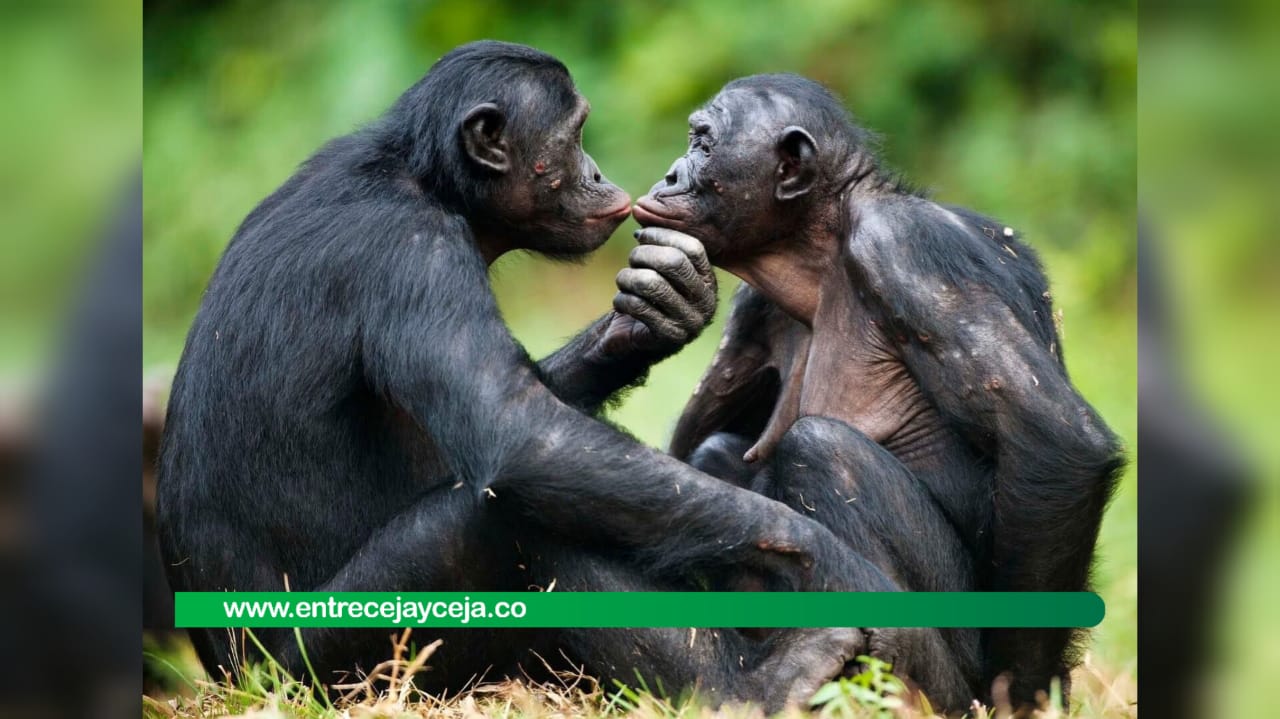 Hallan muertos a dos chimpancés que habían escapado de un Bioparque