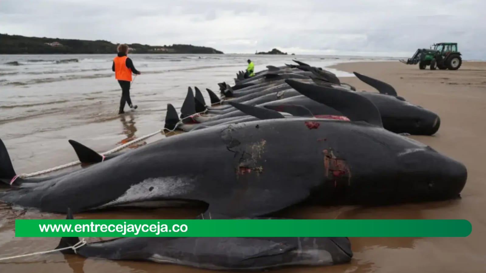 En una lamentable tragedia ambiental 51 ballenas murieron varadas en una playa