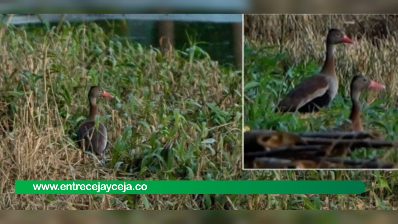 Ocho paticos nacieron en la Ptar de La Ceja