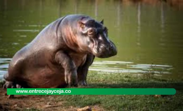 Listo el plan para trasladar los hipopótamos de Escobar