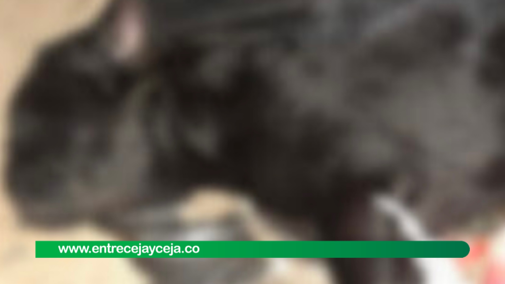 Versiones encontradas tras hallazgo de cuerpo de perrita en un shut de basuras