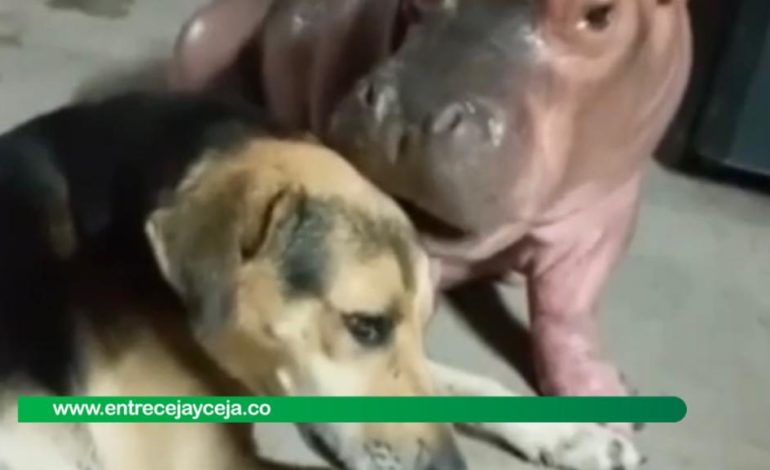 Cornare rechaza video de hipopótamo bebé interactuando con un perro