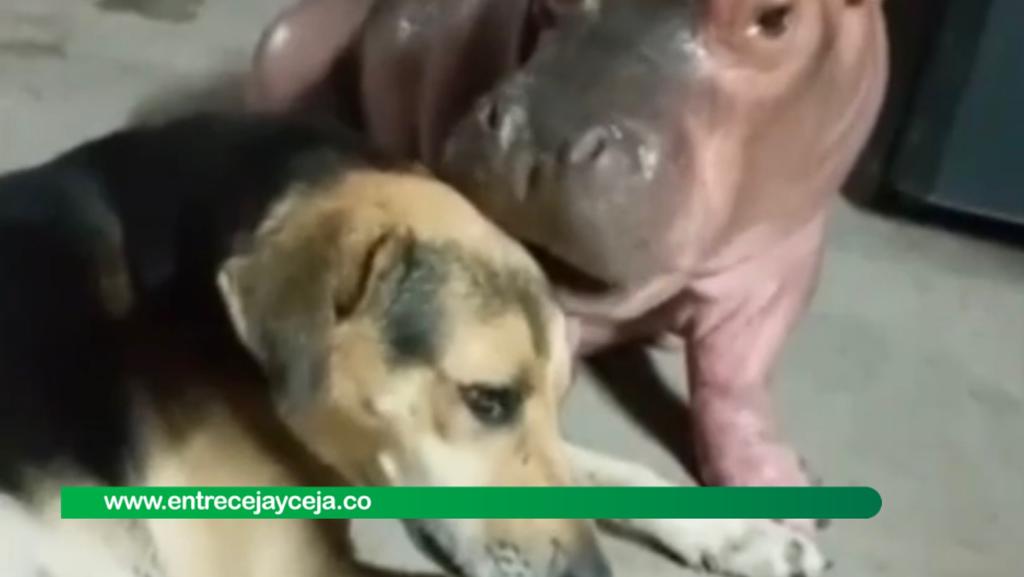 Cornare rechaza video de hipopótamo bebé interactuando con un perro