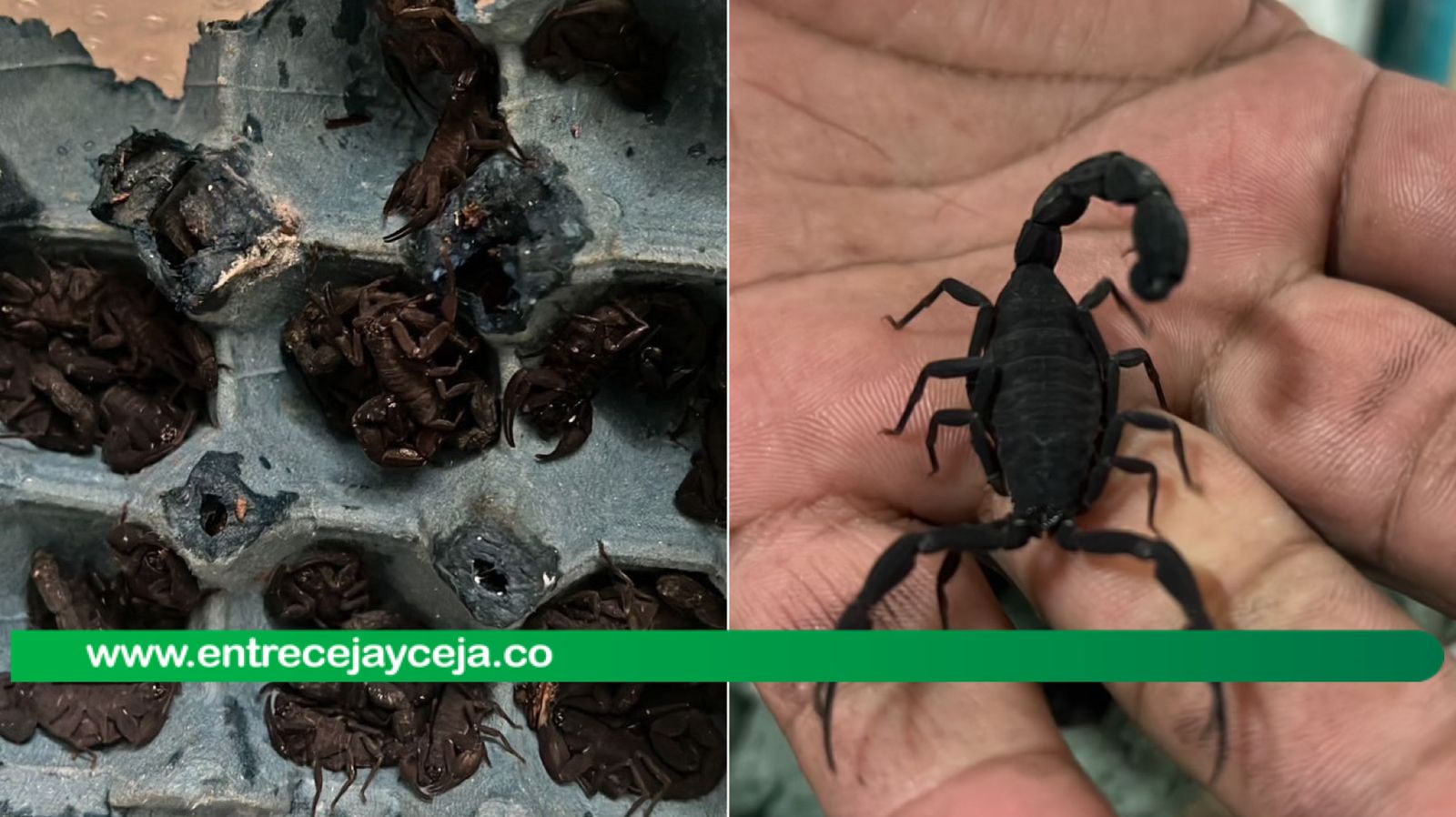 A chamán le fueron encontrados más de 100 alacranes; fue capturado