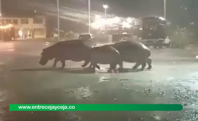 Familia de hipopótamos vista en Doradal enciende las alarmas