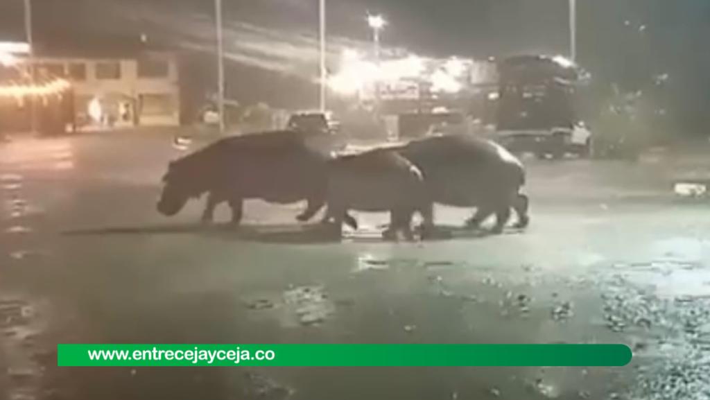 Familia de hipopótamos vista en Doradal enciende las alarmas