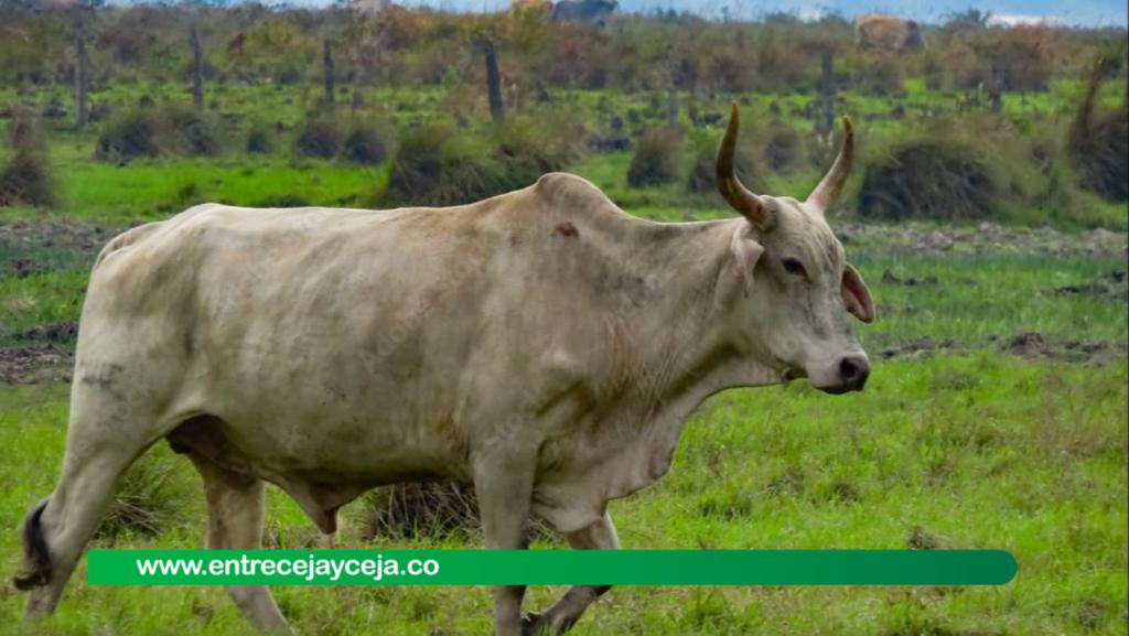 Toro mató de una cornada a un campesino que ingresó a su corral
