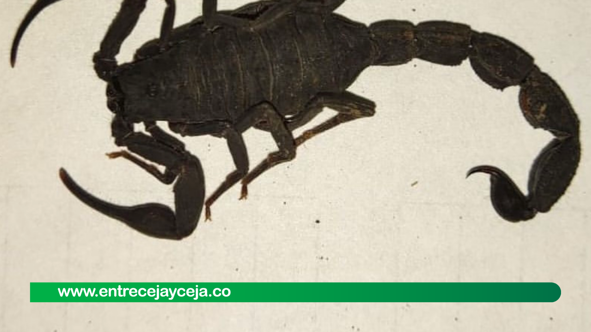 Escorpiones incautados a chamán regresarán a su hábitat natural