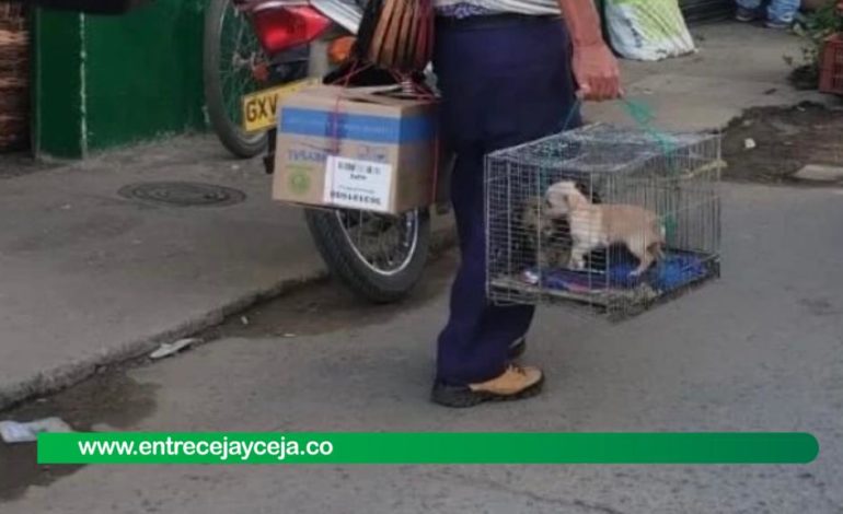 Indignación por venta de animales en plena plaza de mercado de El Santuario