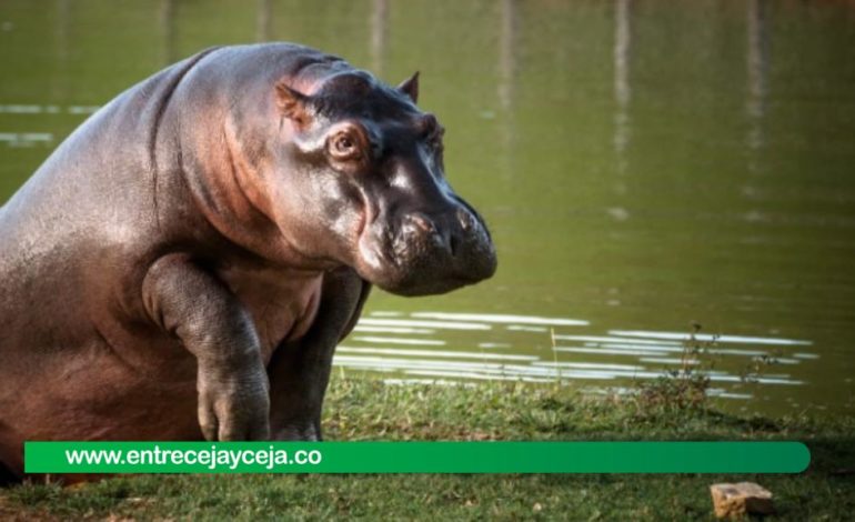 Ciudadanos de Puerto Triunfo dicen no temerle a los hipopótamos
