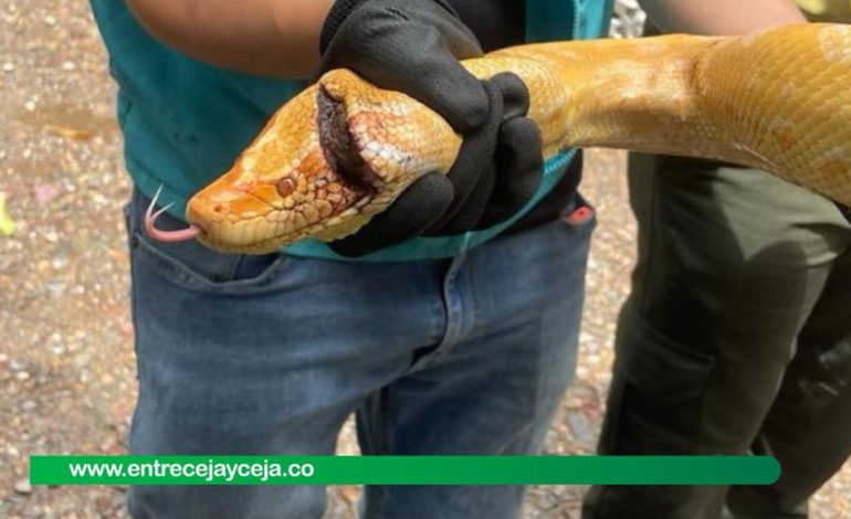 Increíble: a machete atacaron a la única anaconda albina vista en Colombia