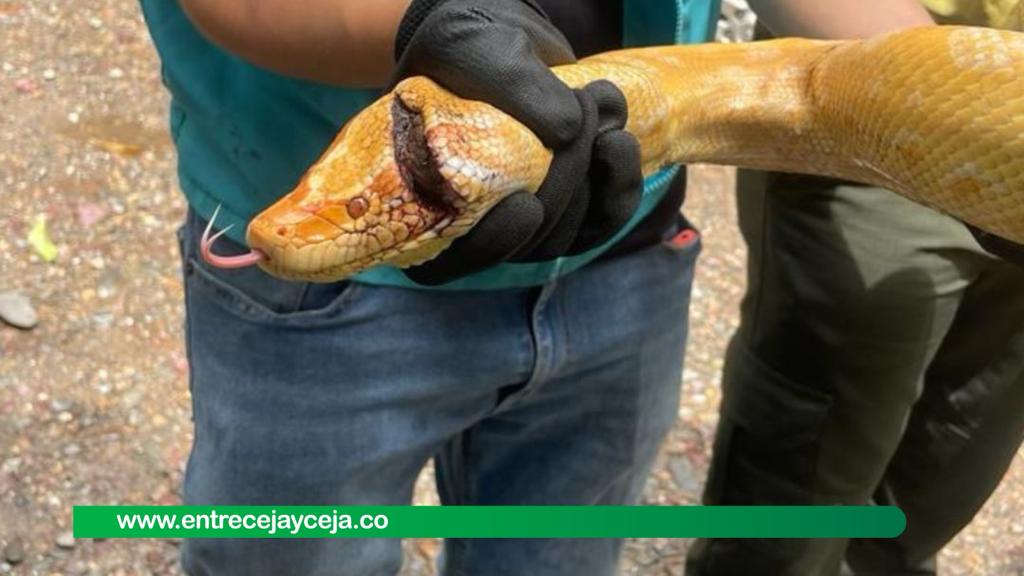 Increíble: a machete atacaron a la única anaconda albina vista en Colombia