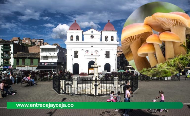 El Municipio se prepara para su primer «Feria del Hongo» en Noviembre