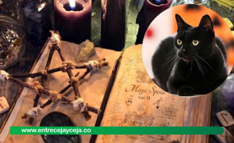 Alerta en Octubre: Gatos Negros en Riesgo por ritos satánicos