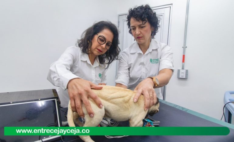UDEA creó primer perro robot para enseñarle a futuros veterinarios