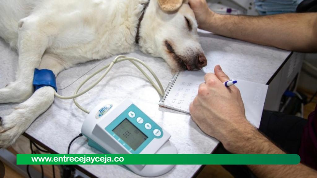Más de 10 mascotas murieron tras jornada de esterilización en Apartadó