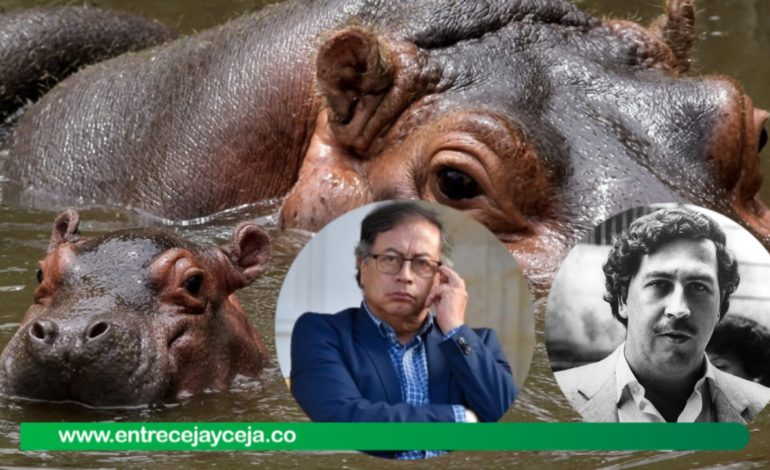 Gobierno Petro le pondrá fin a la sobrepoblación de hipopótamos de Escobar