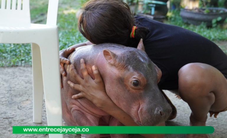 Habitantes de Doradal se oponen a la eutanasia de los hipopótamos de Escobar