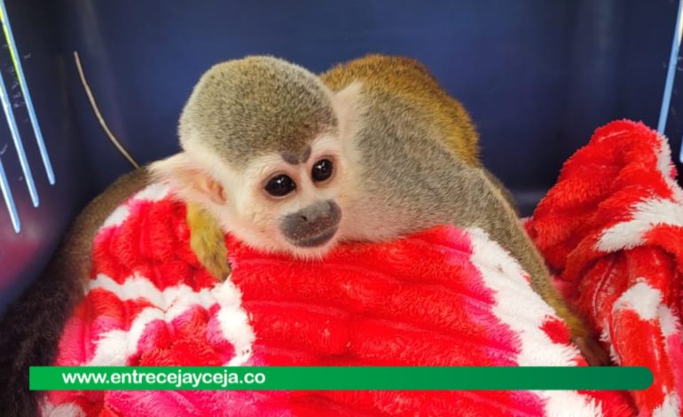 Rescatan mono en vereda Lourdes; recuerde, es ilegal la tenencia de fauna silvestre