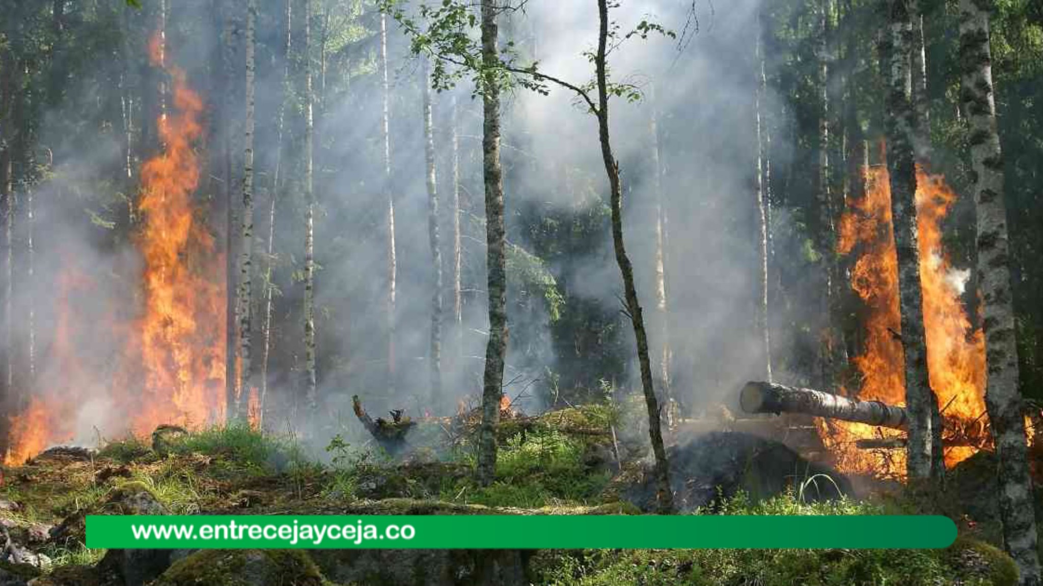 ¡Tome conciencial, juntos podemos prevenir los incendios forestales