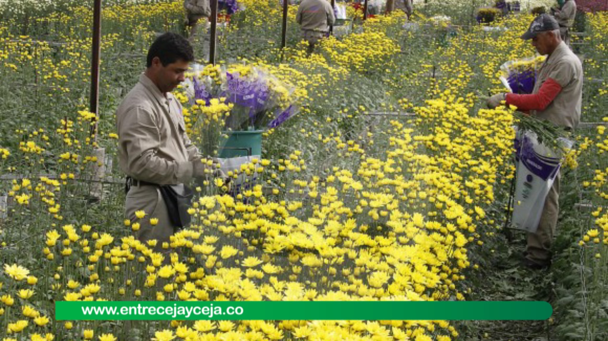 Preocupación en el sector floricultor por revaluación de tasa de cambio