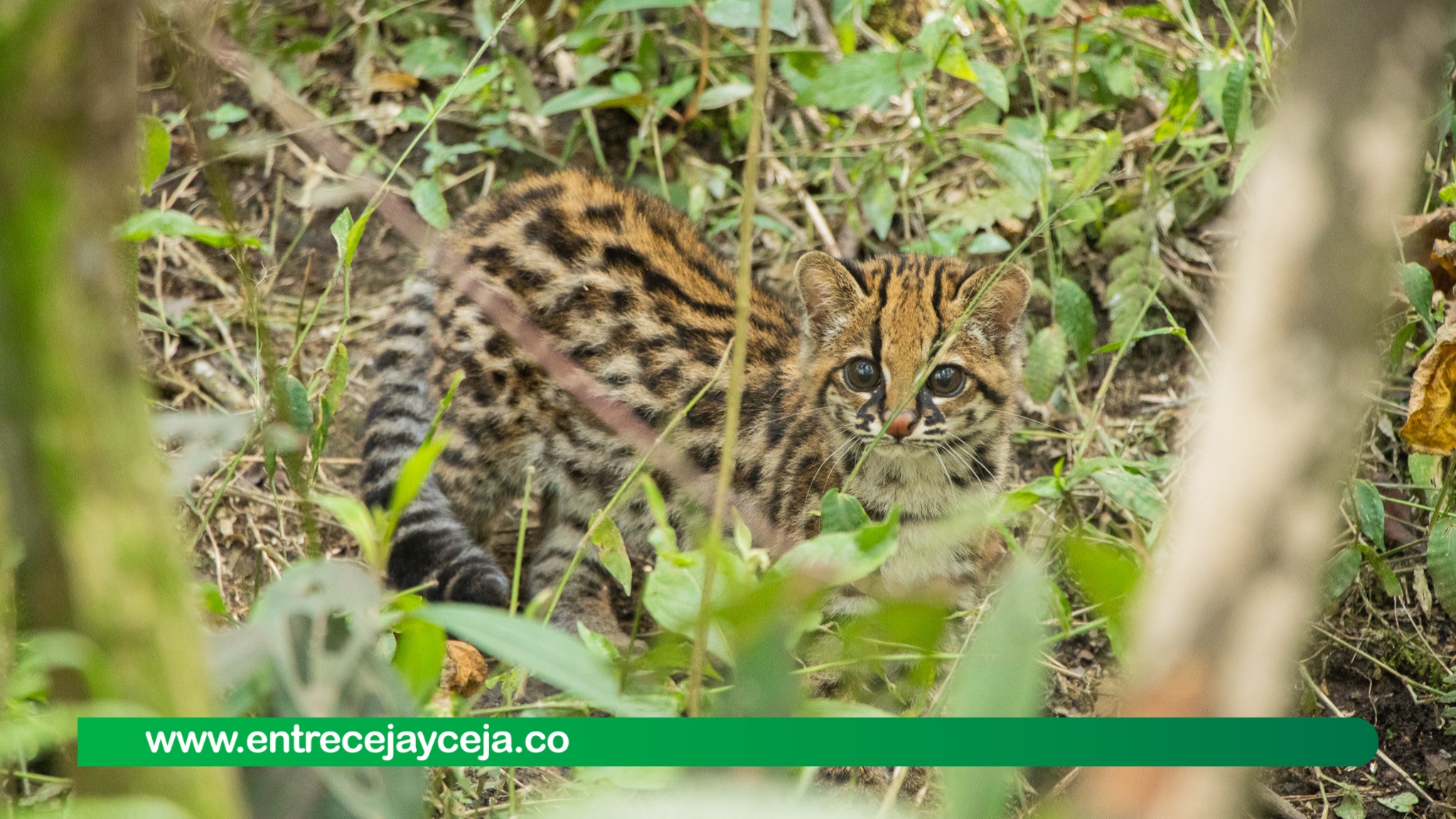 Así fue el regreso a la libertad de un tigrillo víctima del tráfico ilegal de fauna