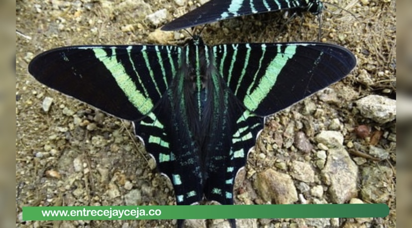 Ciudadanos del Oriente disfrutan de las mariposas Urania Fulgens