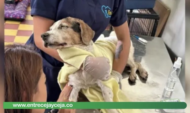 ¡Horror! En Itagüí enterraron viva a una perrita; la canina no sobrevivió