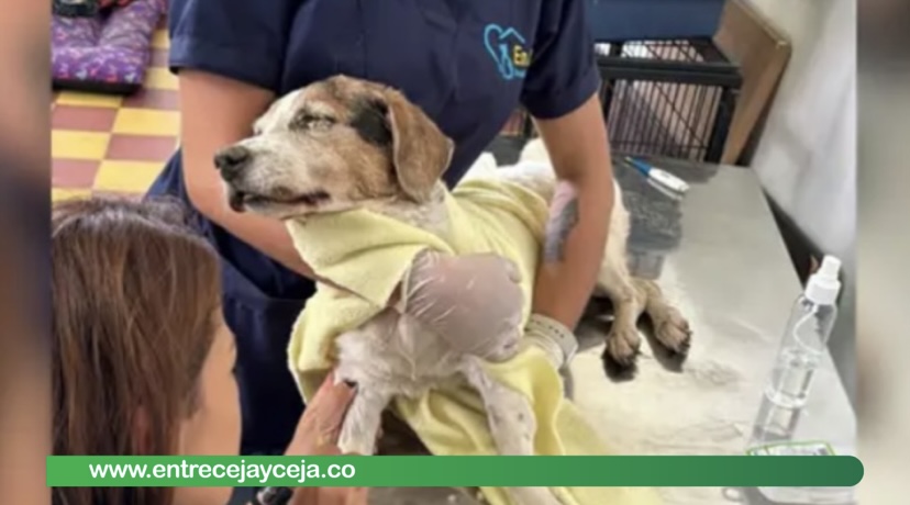 ¡Horror! En Itagüí enterraron viva a una perrita; la canina no sobrevivió