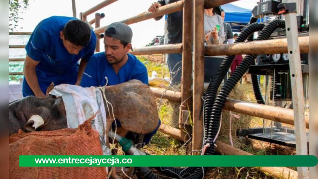 A mitad de febrero se retomarán las esterilizaciones de hipopótamos; ambientalistas le piden al gobierno que cumpla