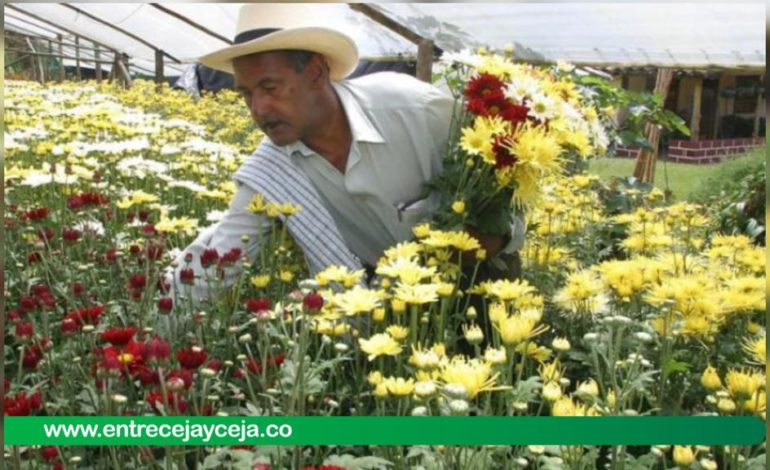 San Valentín: flores colombianas, las mas apetecidas en EEUU; se exportaron 700 millones de tallos