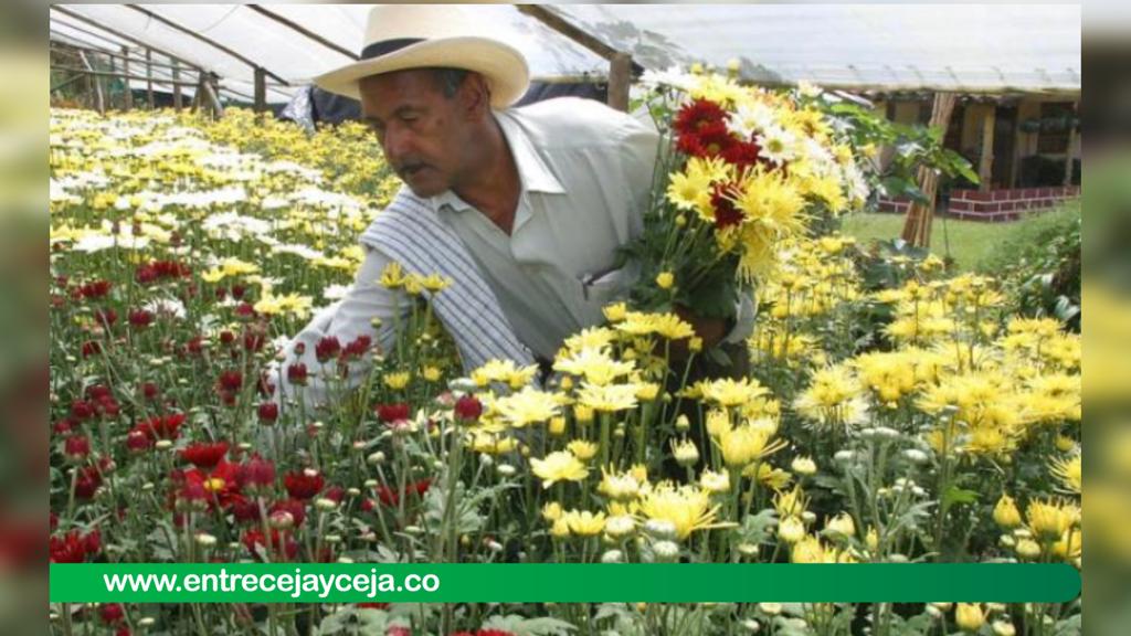 San Valentín: flores colombianas, las mas apetecidas en EEUU; se exportaron 700 millones de tallos