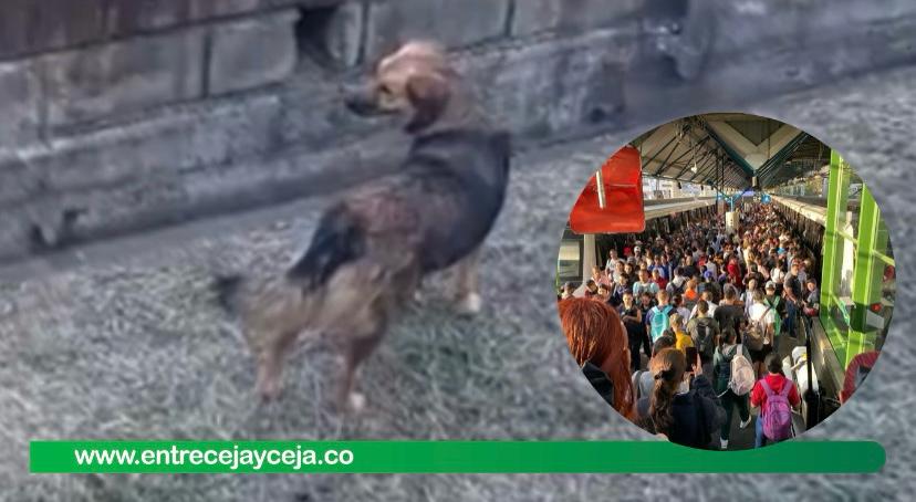 Perrito «colado» paralizó por varios minutos el sistema metro