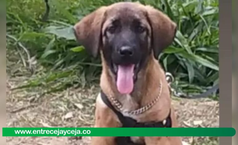 Denuncian que perrito fue envenenado con vidrio molido en vereda de Rionegro
