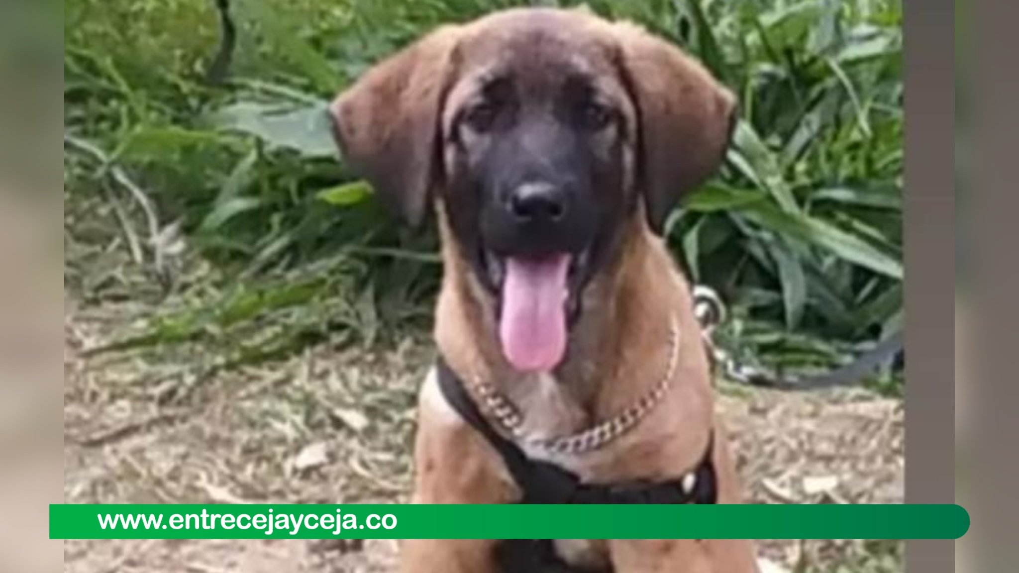 Denuncian que perrito fue envenenado con vidrio molido en vereda de Rionegro